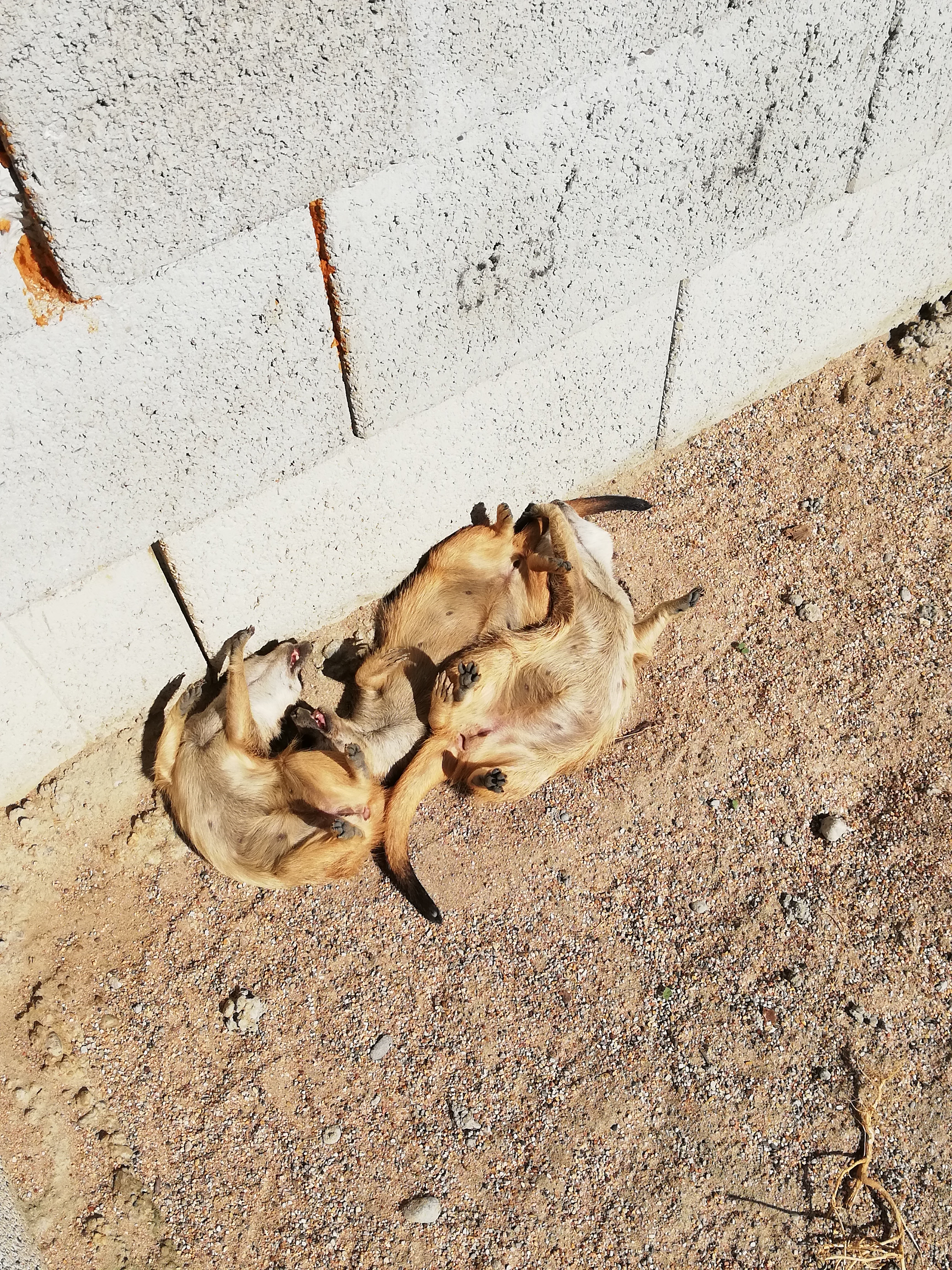 Kamel- und Straußenfarm