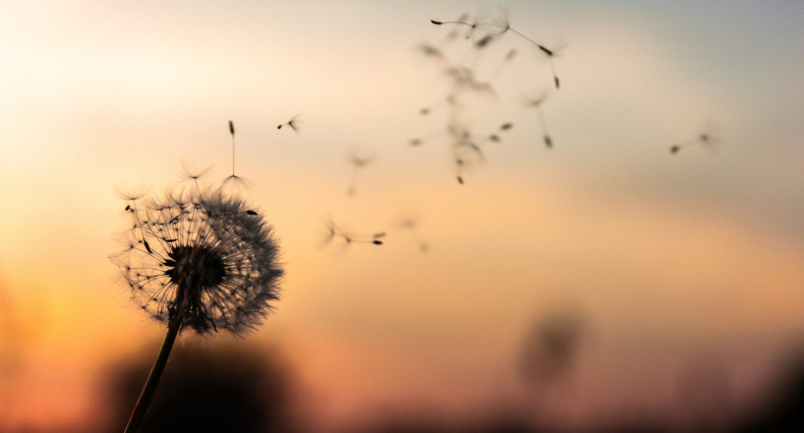 Cordes Bestattungen oHG in Delmenhorst