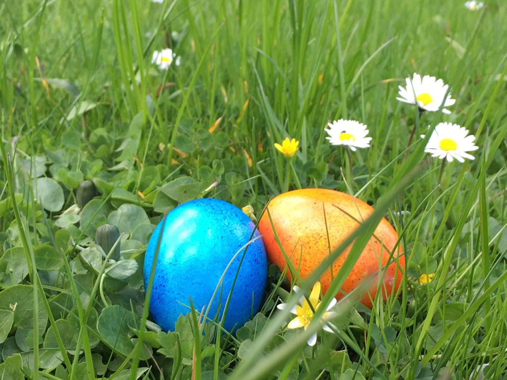 Raps blüht im Frühling Erleben Sie bei einer Wanderung oder Radtour die schöne Landschaft, als Gast im Hotel Leuchtfeuer Horumersiel.