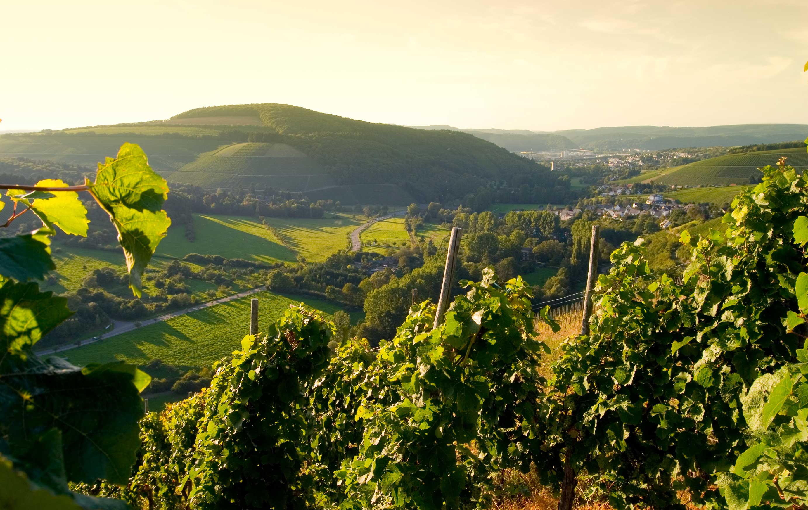 Weinberge Weingut Karlsmühle