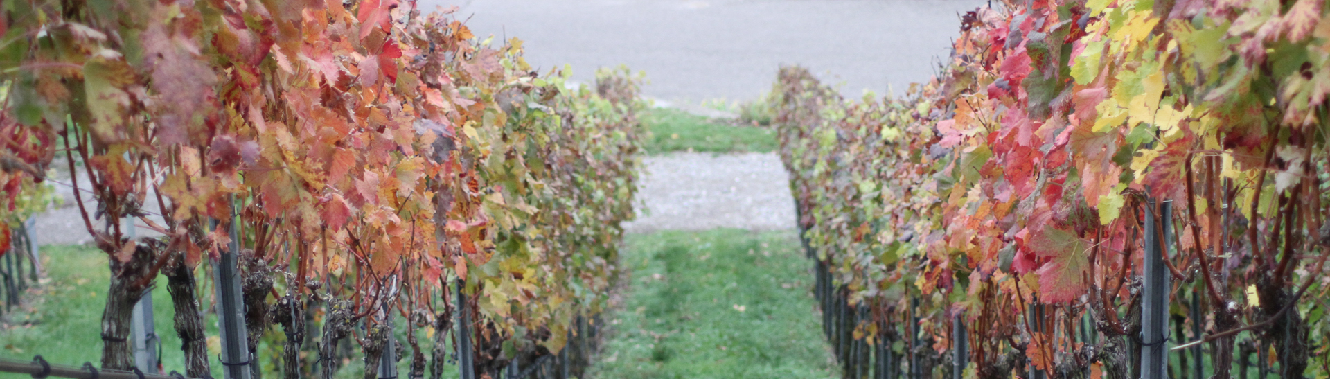 Weinreben Weinreben