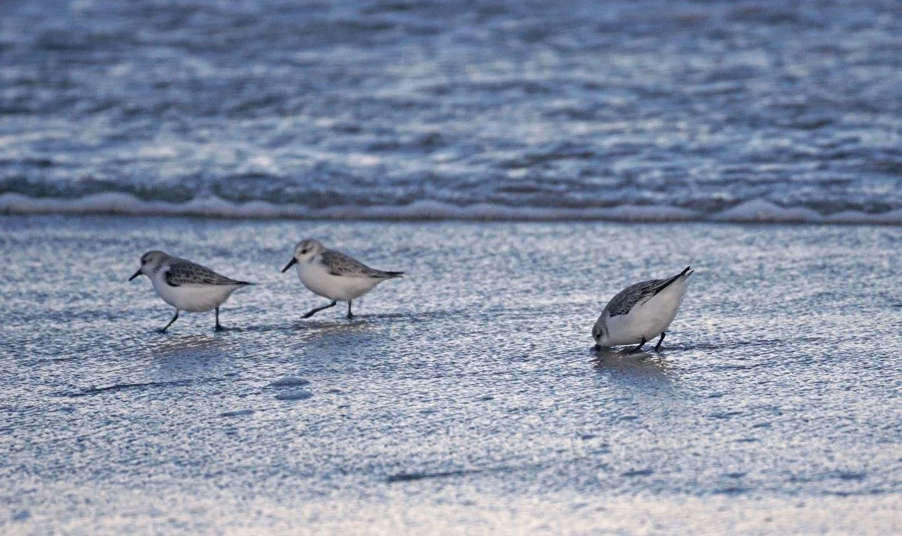 Krabbenkutter und Muschelfischer an der herbstlichen Nordsee erleben, Herbsturlaub mit Kindern, als Paar oder allein - Hotel Leuchtfeuer Horumersiel Hotel Leuchtfeuer Horumersiel
Nordseeküste Hotel am Meer
Urlaub für Paare an der Nordsee
Nordseeurlaub Horumersiel
Wellnesshotel an der Nordsee für Paare
Urlaub Nordseeküste allein
Hotel Nordseeküste Horumersiel
Nachhaltiger Urlaub Nordsee
Erholung für Alleinreisende an der Nordsee
Wangerland Hotel Leuchtfeuer
Romantisches Wochenende Nordseeküste
Entspannung und Wellness Horumersiel
Auszeit an der Nordsee für Paare
Spa Hotel Horumersiel
Wellness Wochenende Nordsee für Zwei